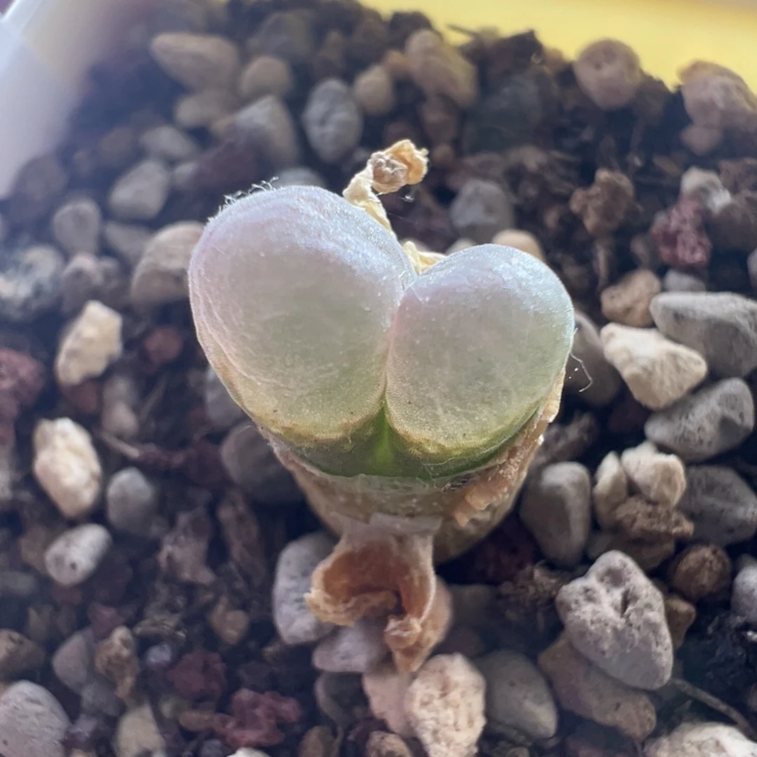 605 捡漏时刻一盆