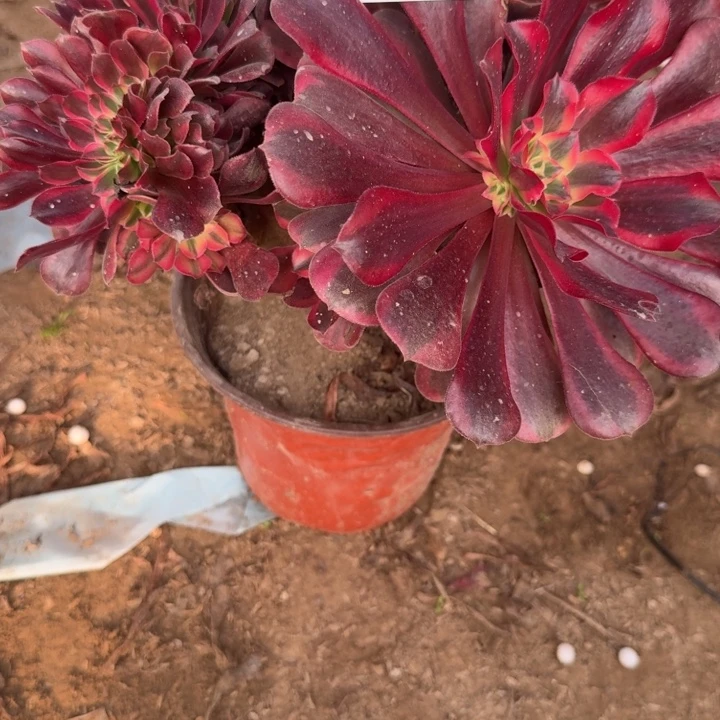 1234二号棚美杜莎缀A