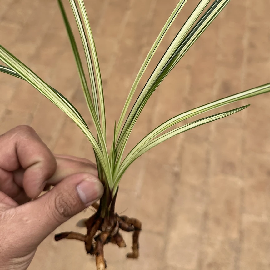 精品兰草/一物一拍