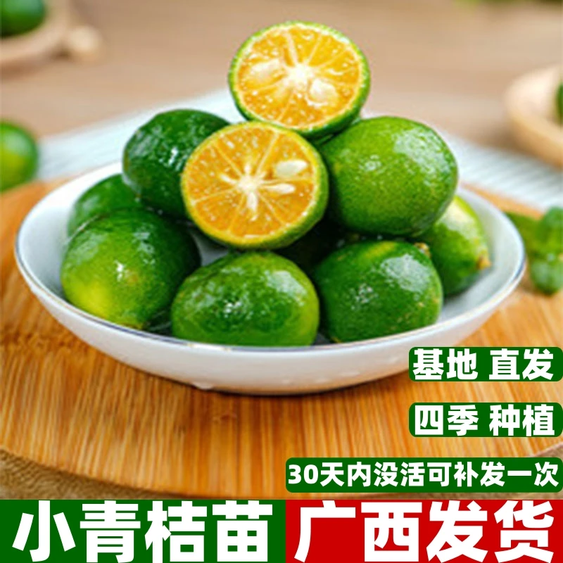 海南小金桔苗小青桔树四季结果嫁接红江橙果苗盆栽地栽植当年结果