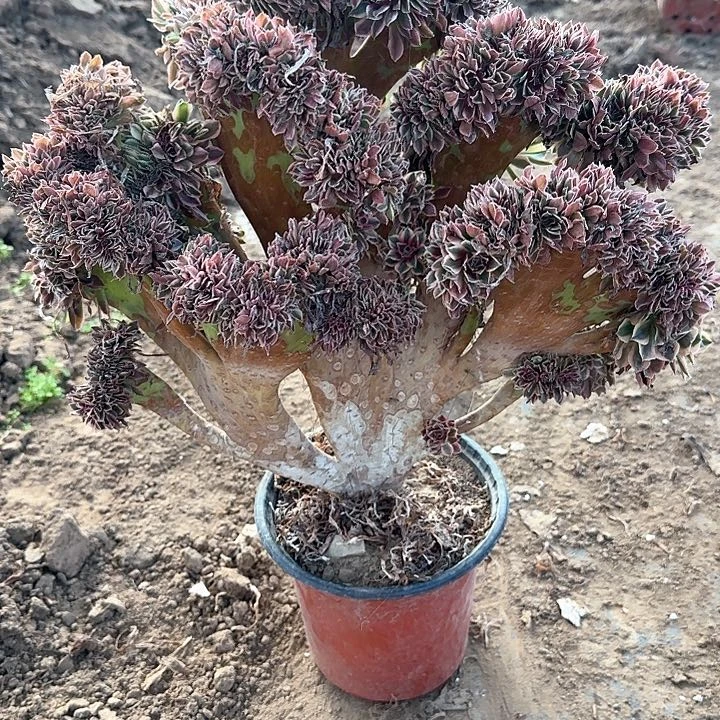 白****头缀话脱土发货缀话