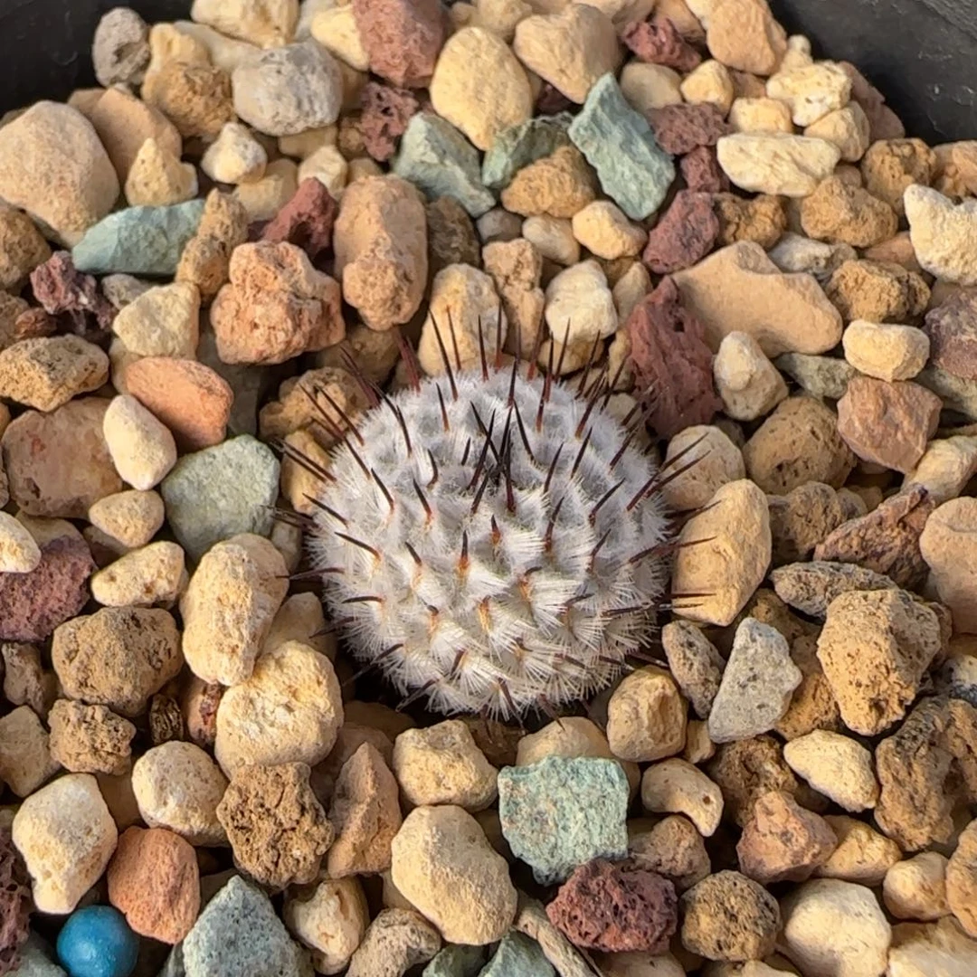 015实生直刺佩雷多肉1.7