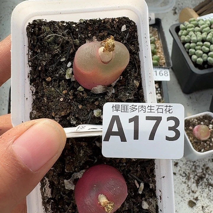 173多肉植物多肉植物