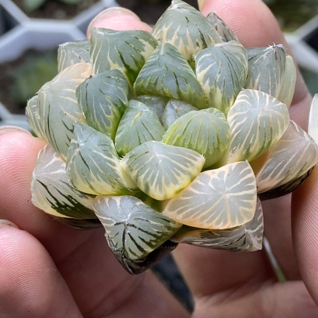 是是是是是是是是是寿