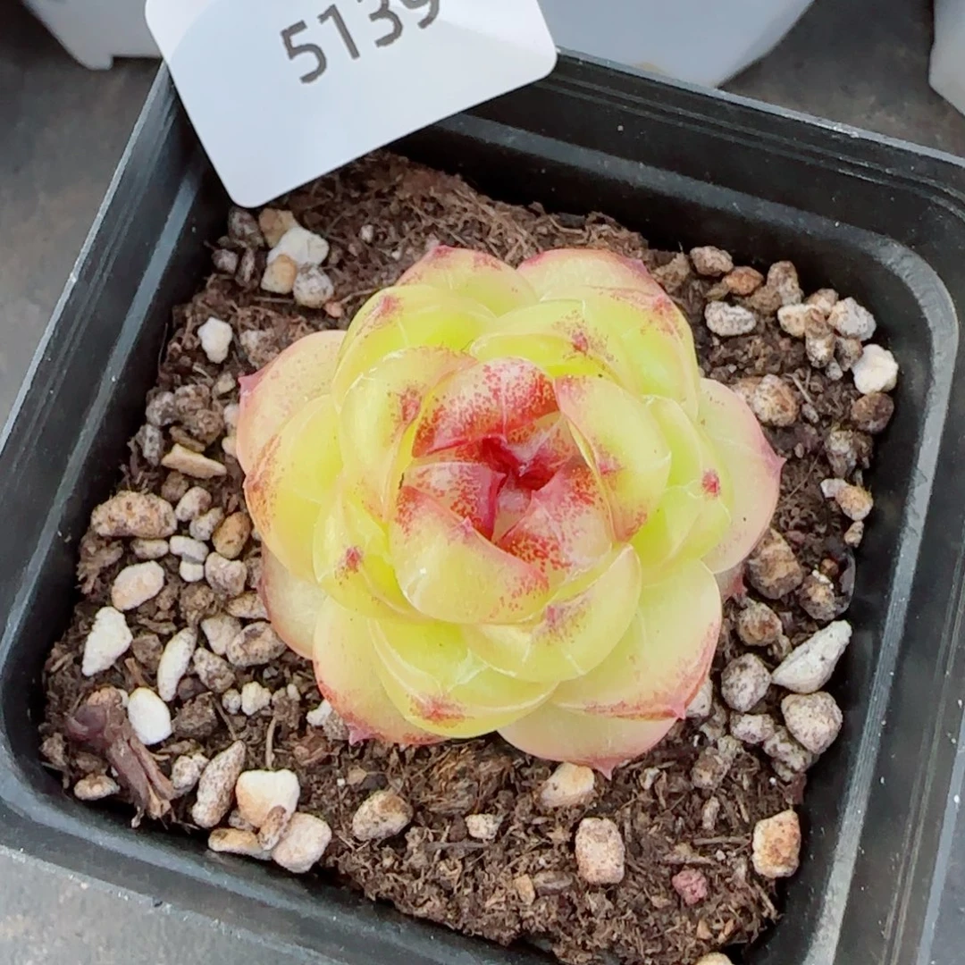 幽灵公主，5139多肉植物