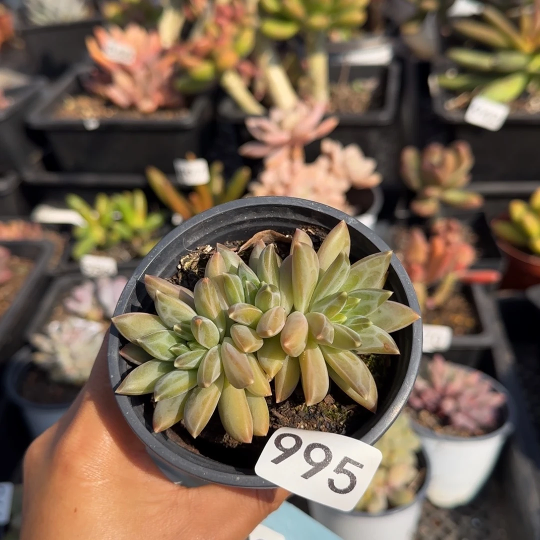 995号一物一拍一物一拍