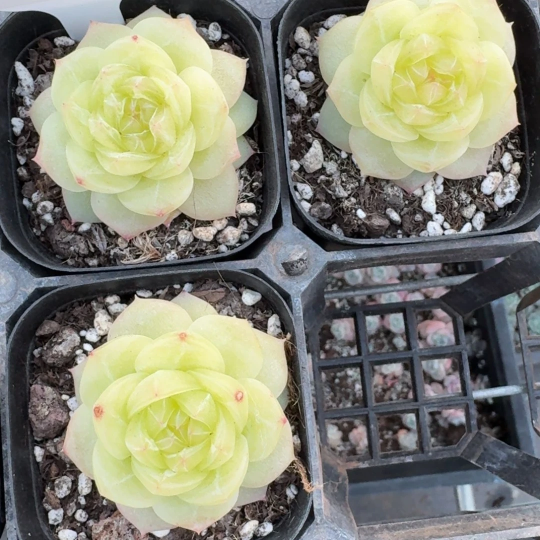 0101-09-3013柠檬一颗量拍