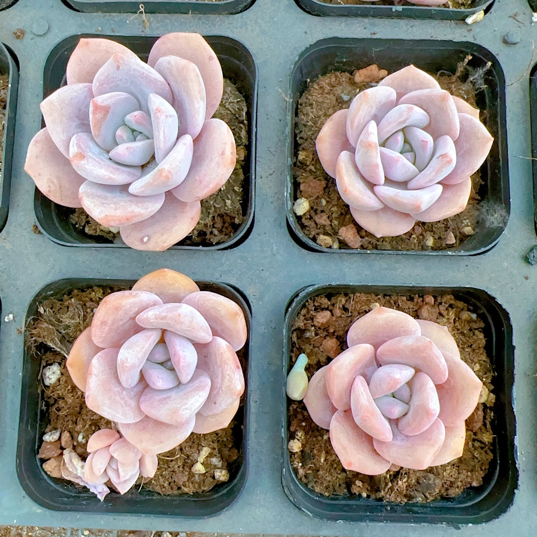 红茶多肉 （满18包邮）