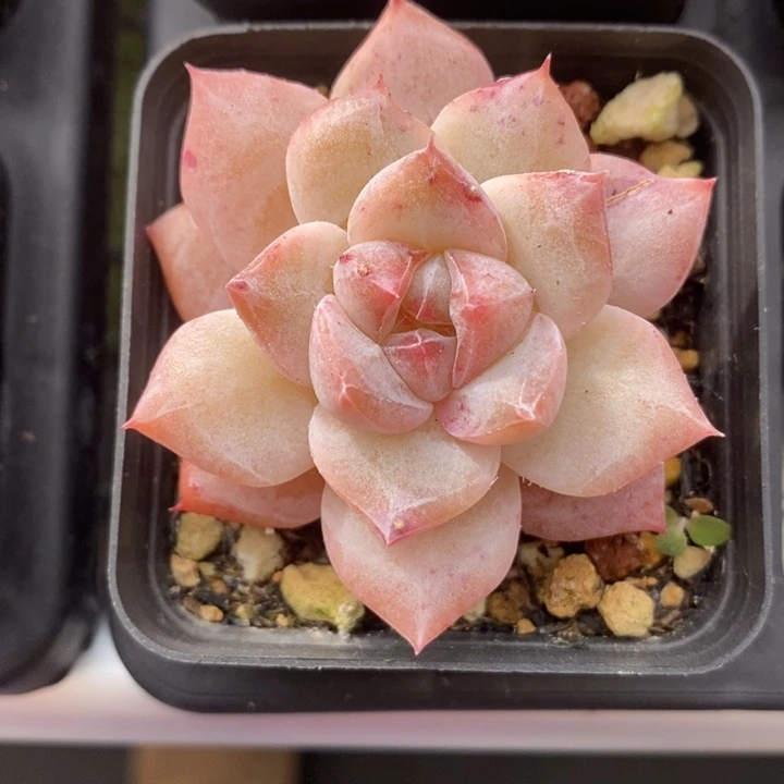 粉钻 粉钻 多肉 12.15