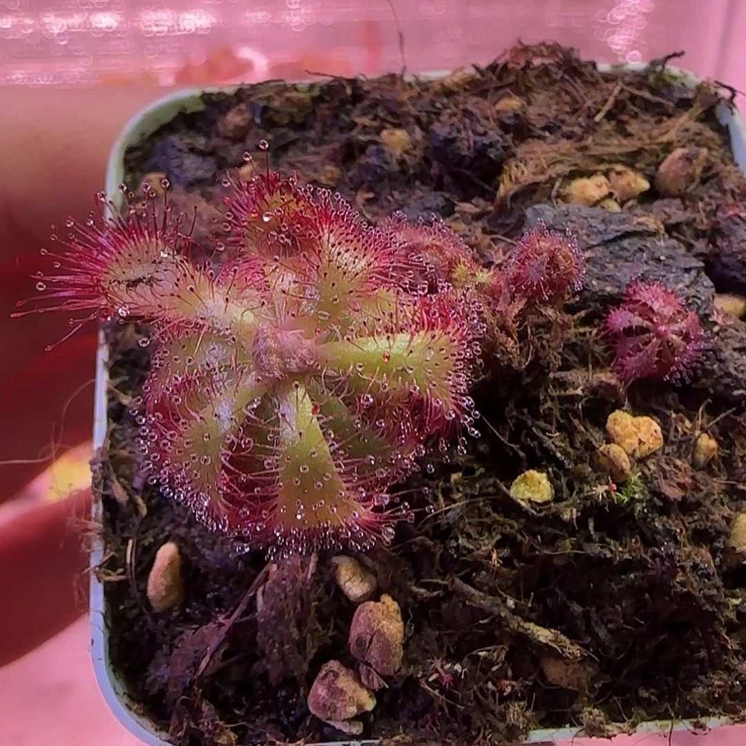 X***无花朵专拍茅膏菜