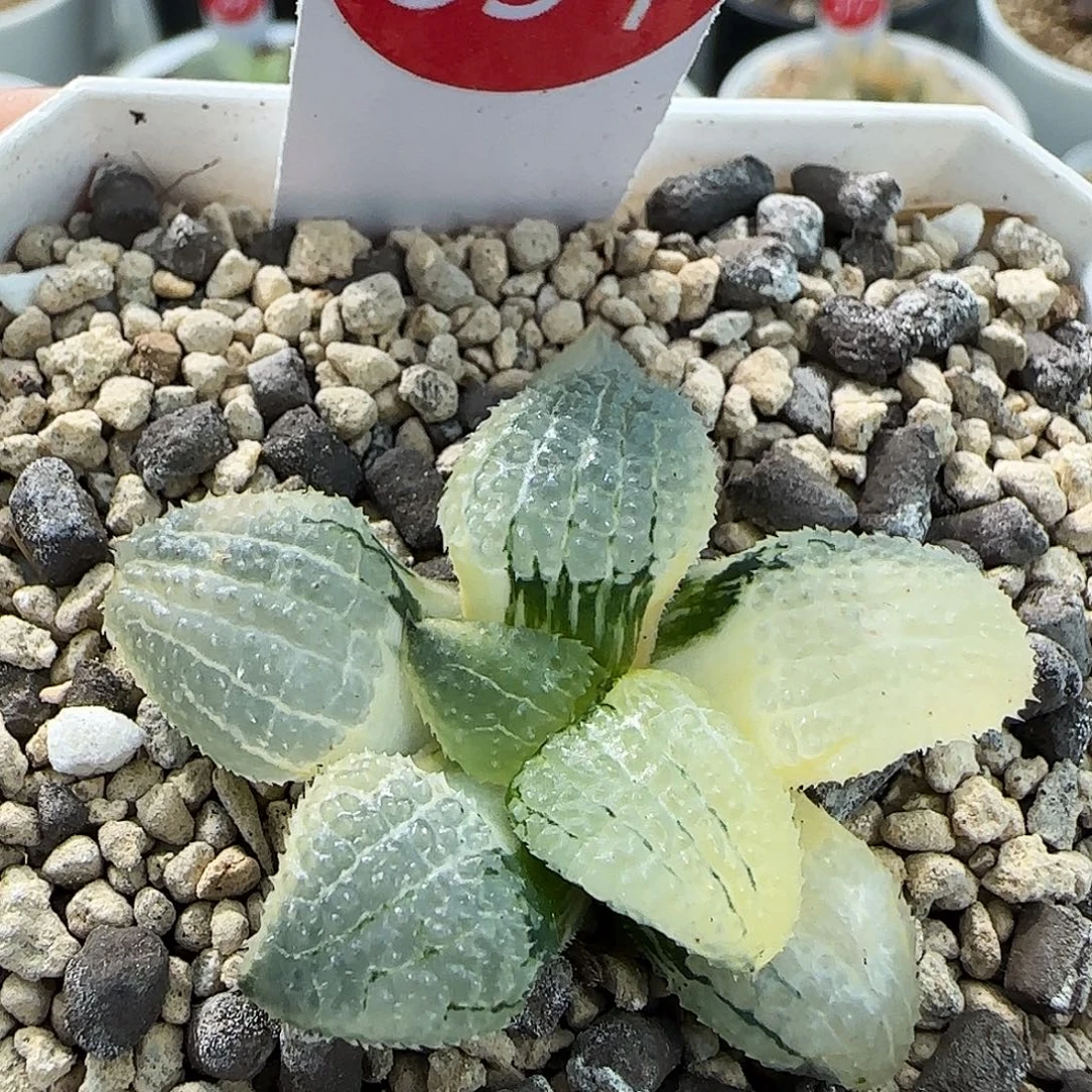 554号天空之境锦一物一拍带盆