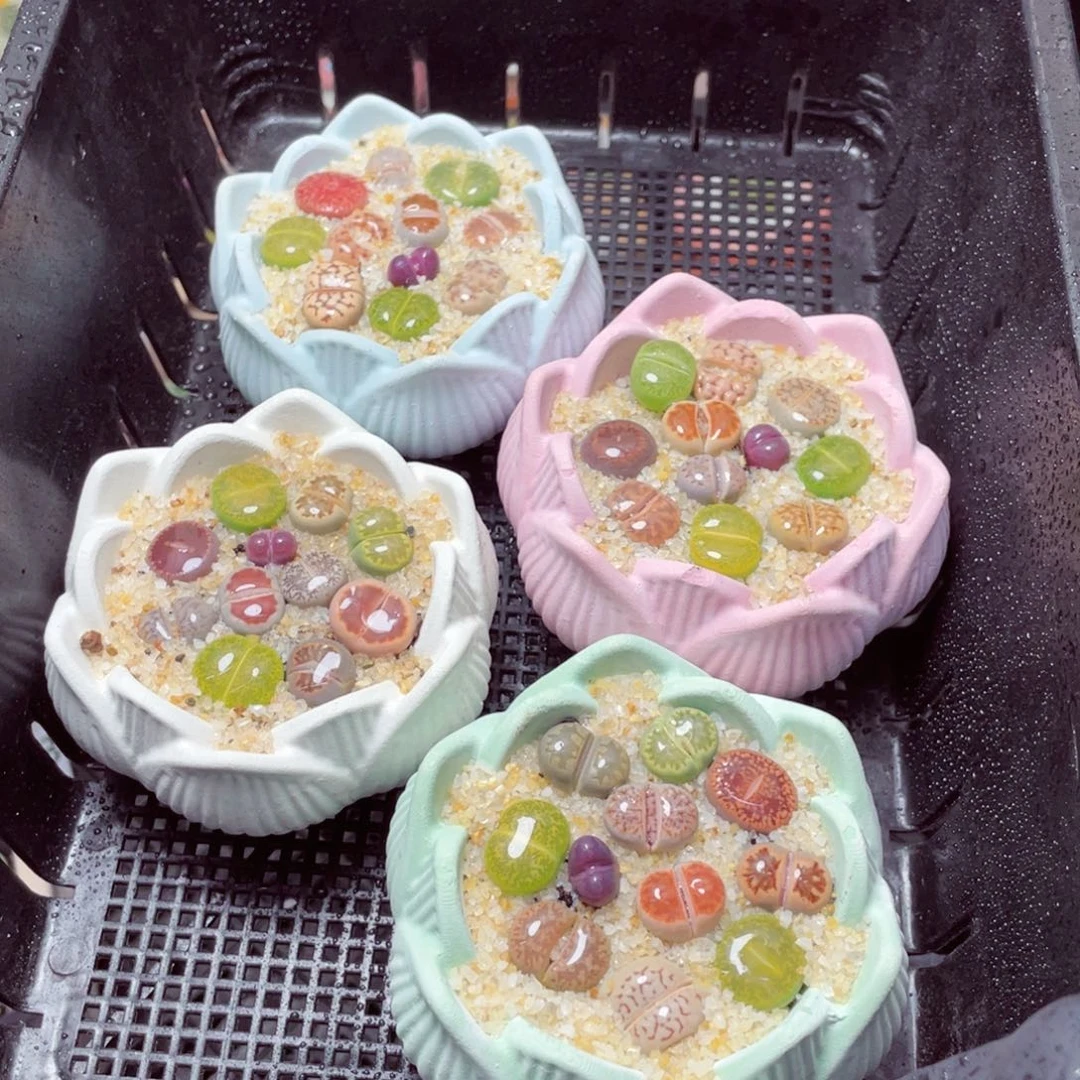 w6202-莲花速干生石花，一份一盆量拍