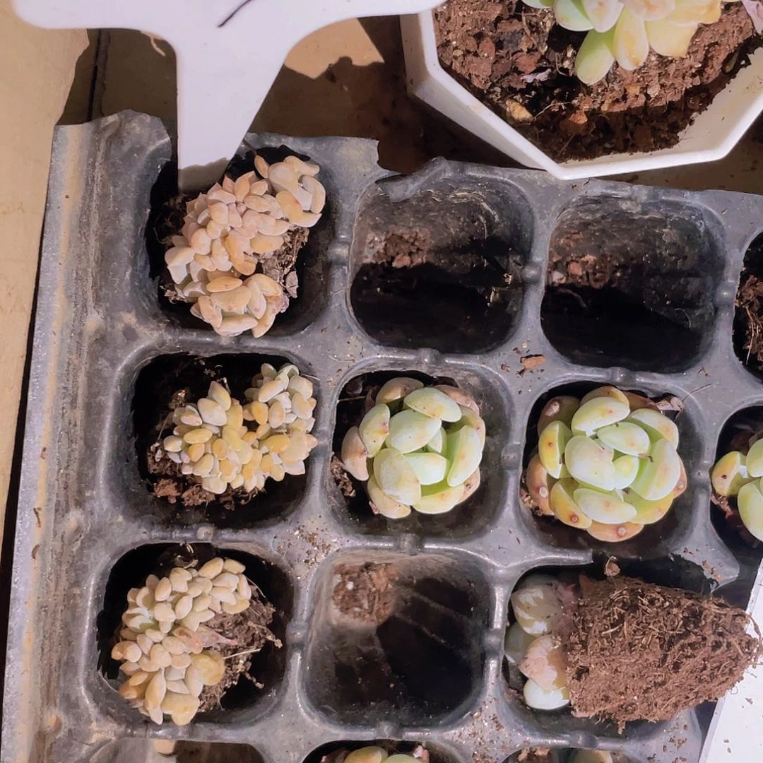 话***心精品D04缀化穴苗2颗