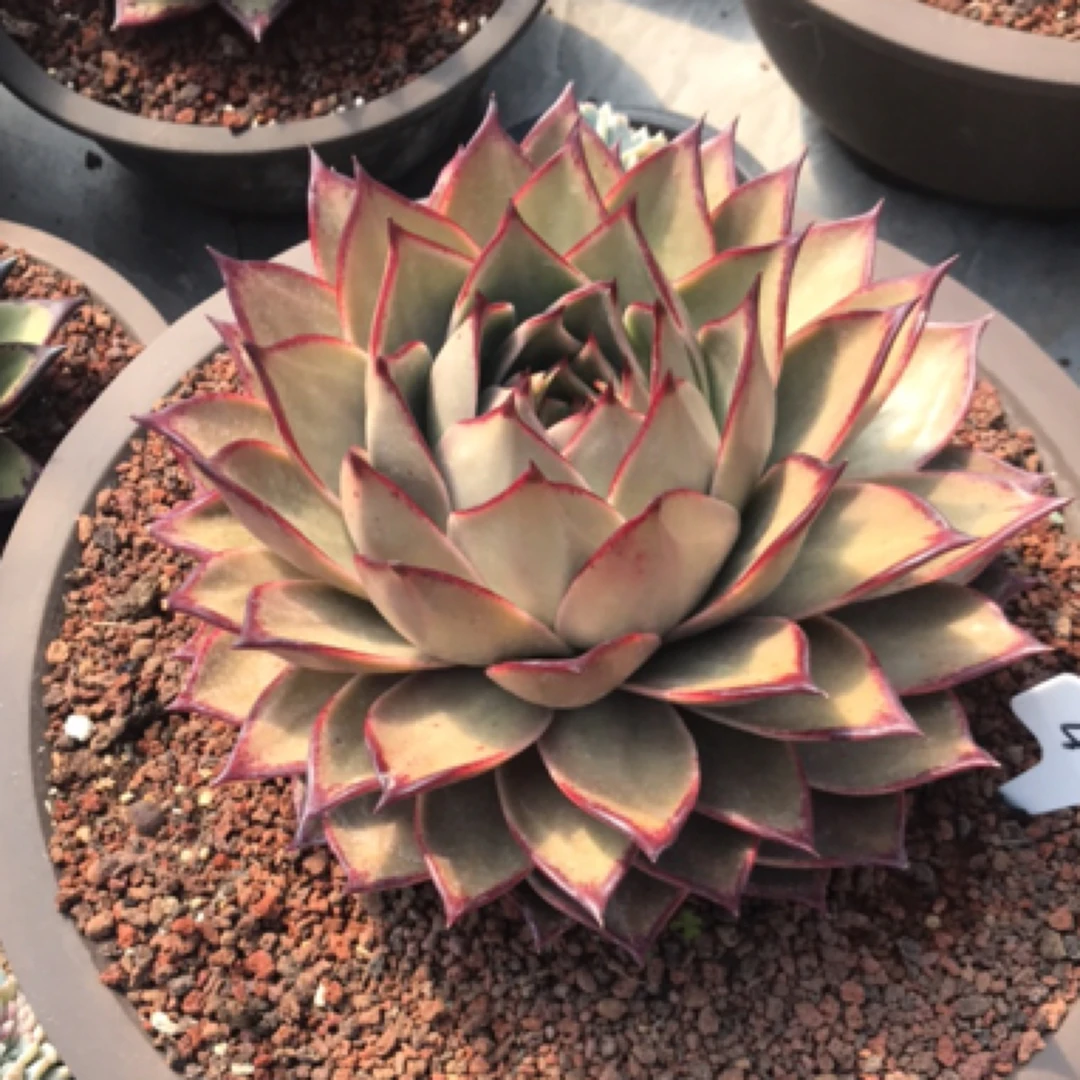 405号大星星云南多肉植物一物一拍