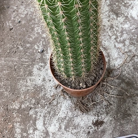 大毛花，10公分左右