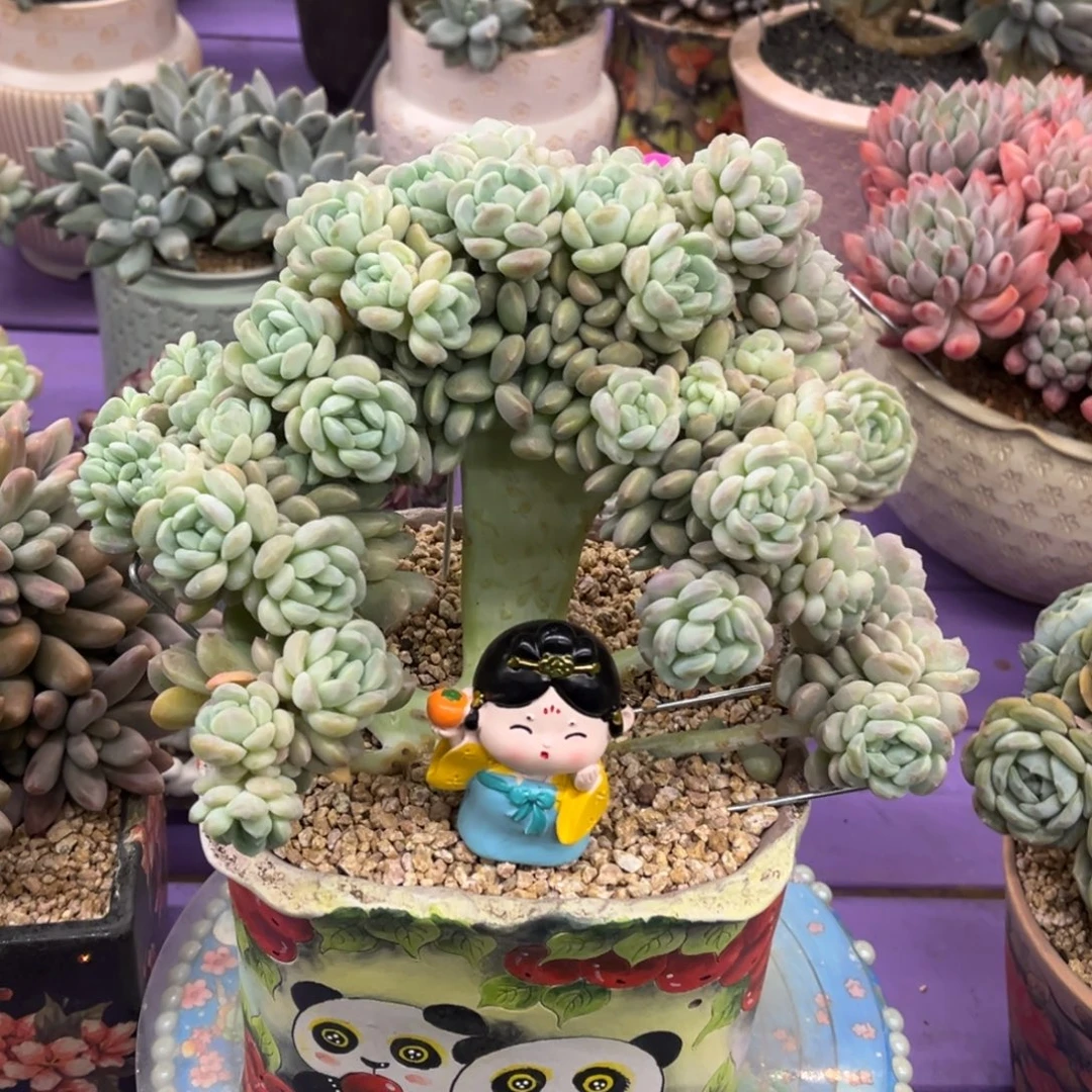 冰桃树缀一物一拍