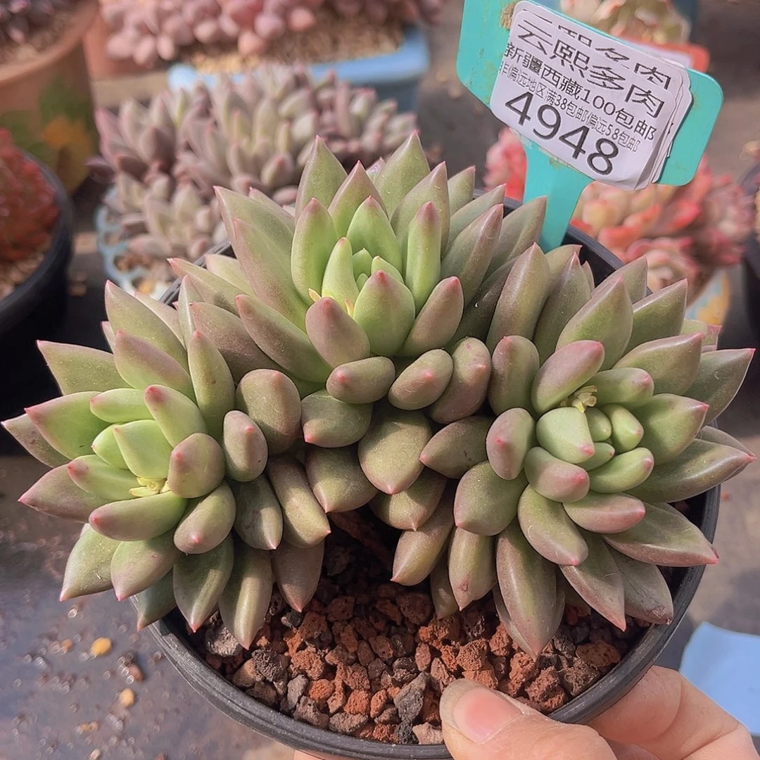 4948米其林多肉植物