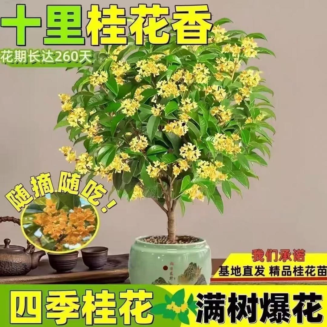 【满屋爆香】四季桂花树盆栽地栽桂花树浓香型正宗桂花四季花卉WY