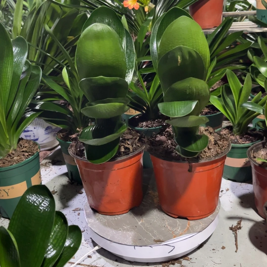 当前无花栽培后可以开花