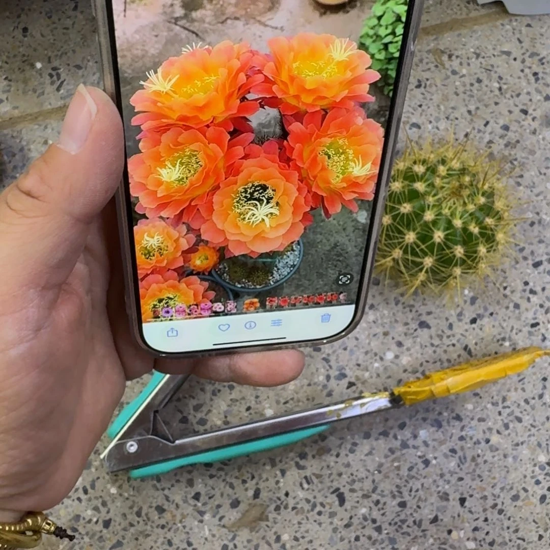 326毛花柱杏光辉歪无根侧牙5公分左右，20包邮