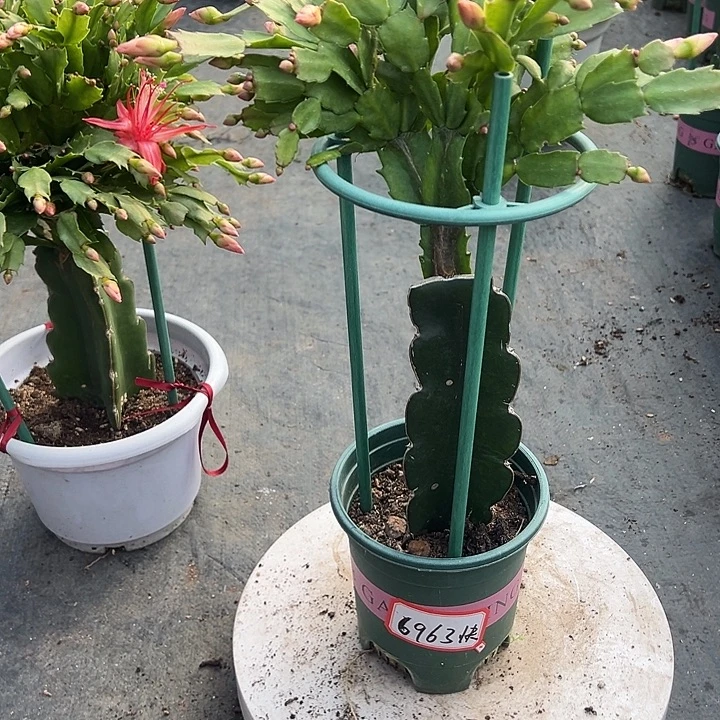 ****鑫红索蟹爪兰尾号6973