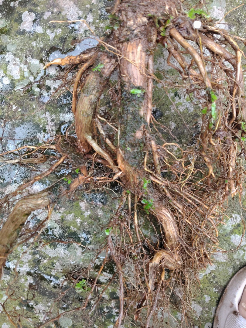 室内茶台微小水杨梅盆景素材