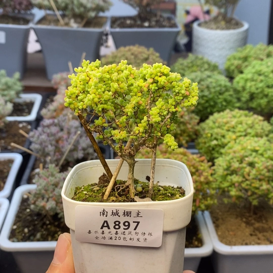 897小小米枝干番杏