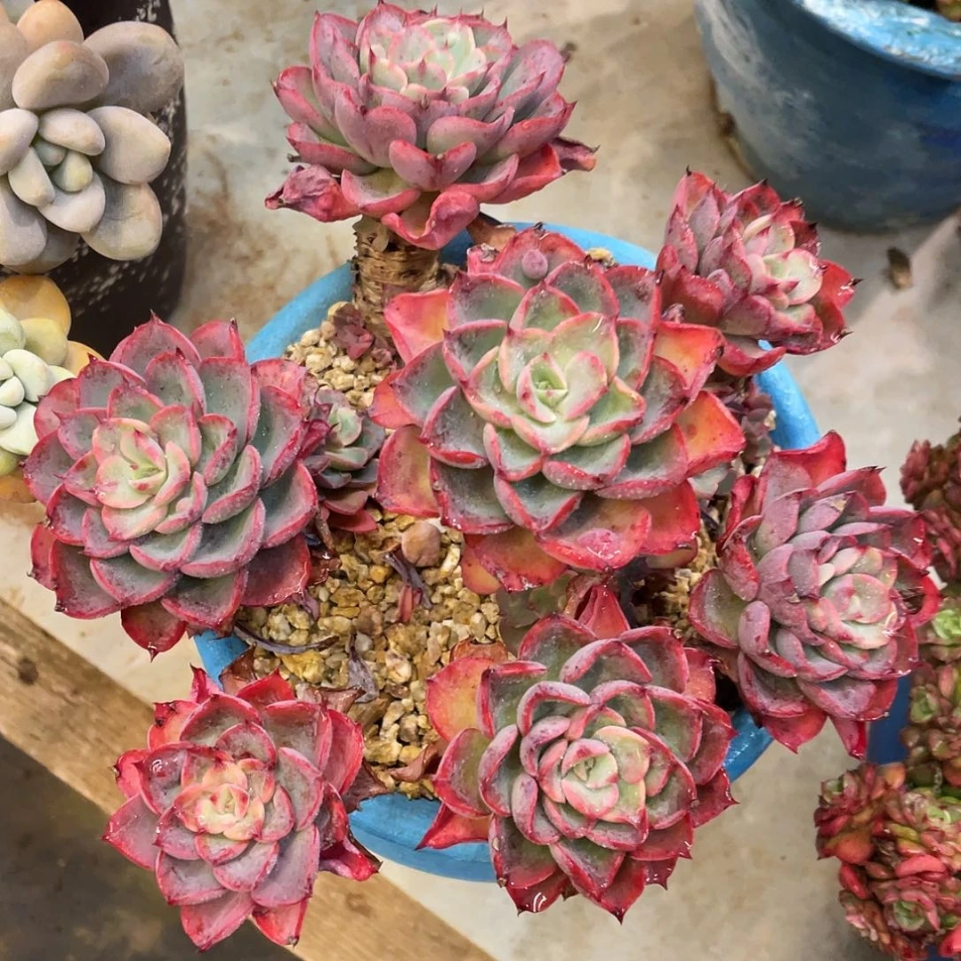 多肉植物一物一拍