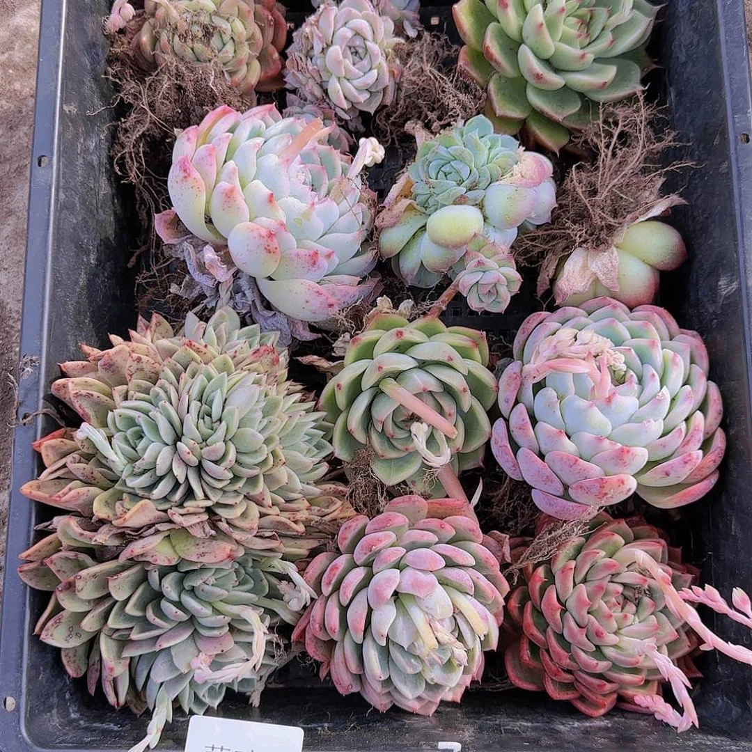 直播一物一拍多肉13