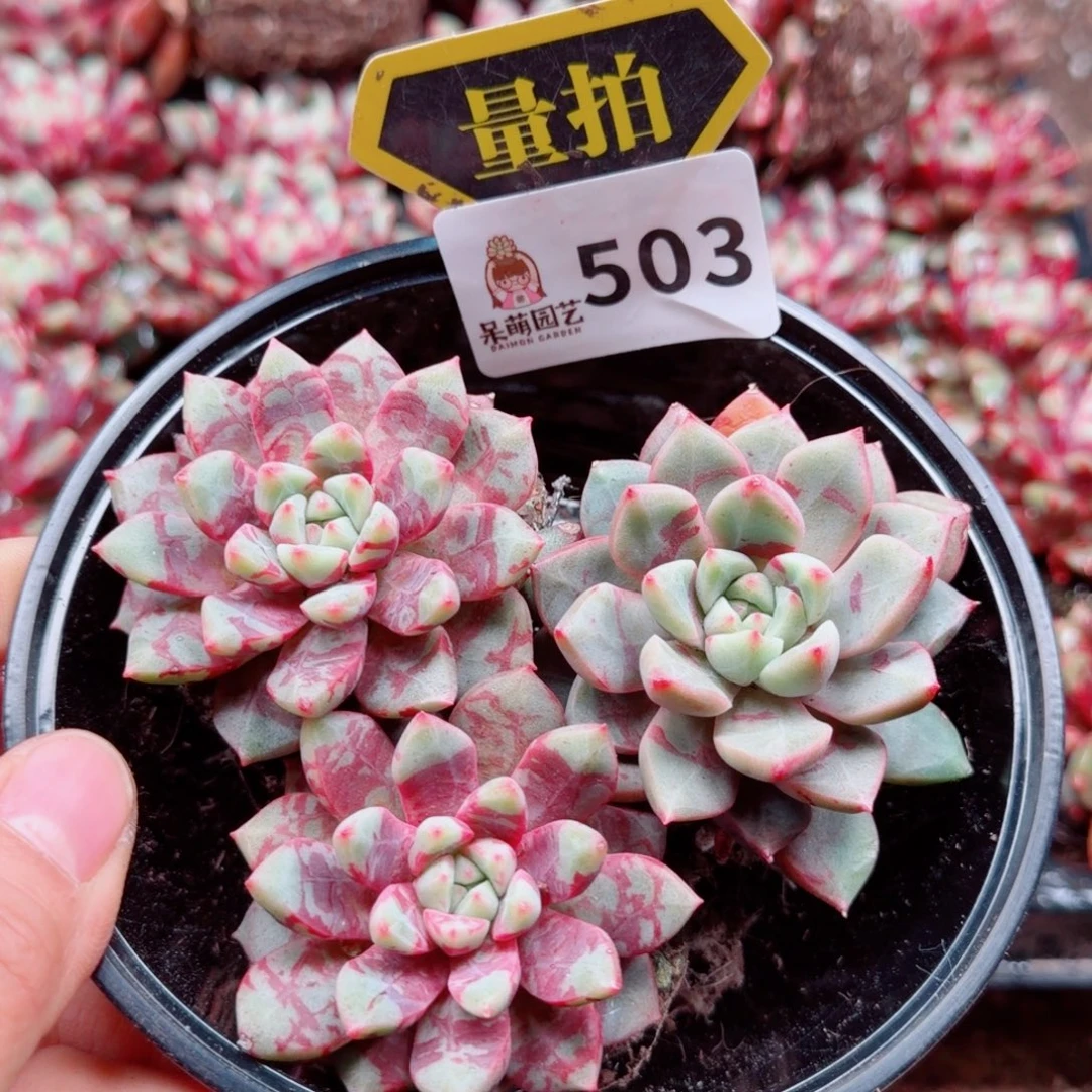 多肉植物多肉植物