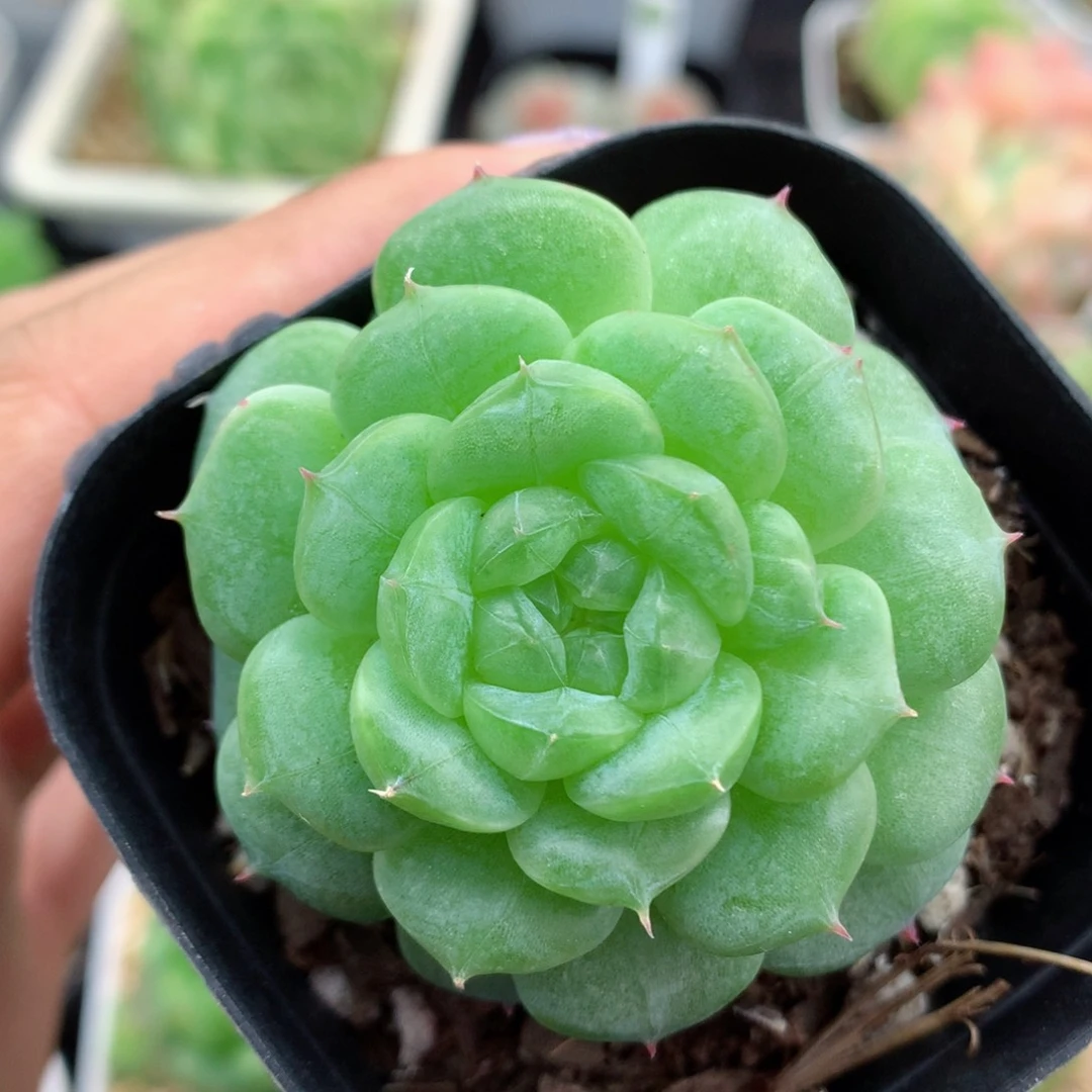58包邮  群生不包整18