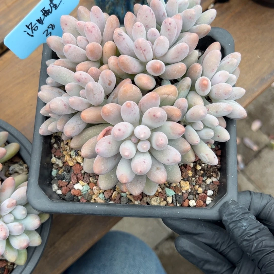 浴***8汤圆11111111111111111