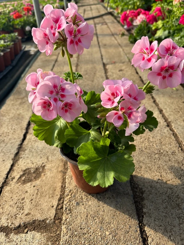 浮力《天使之眼》苗小天竺葵