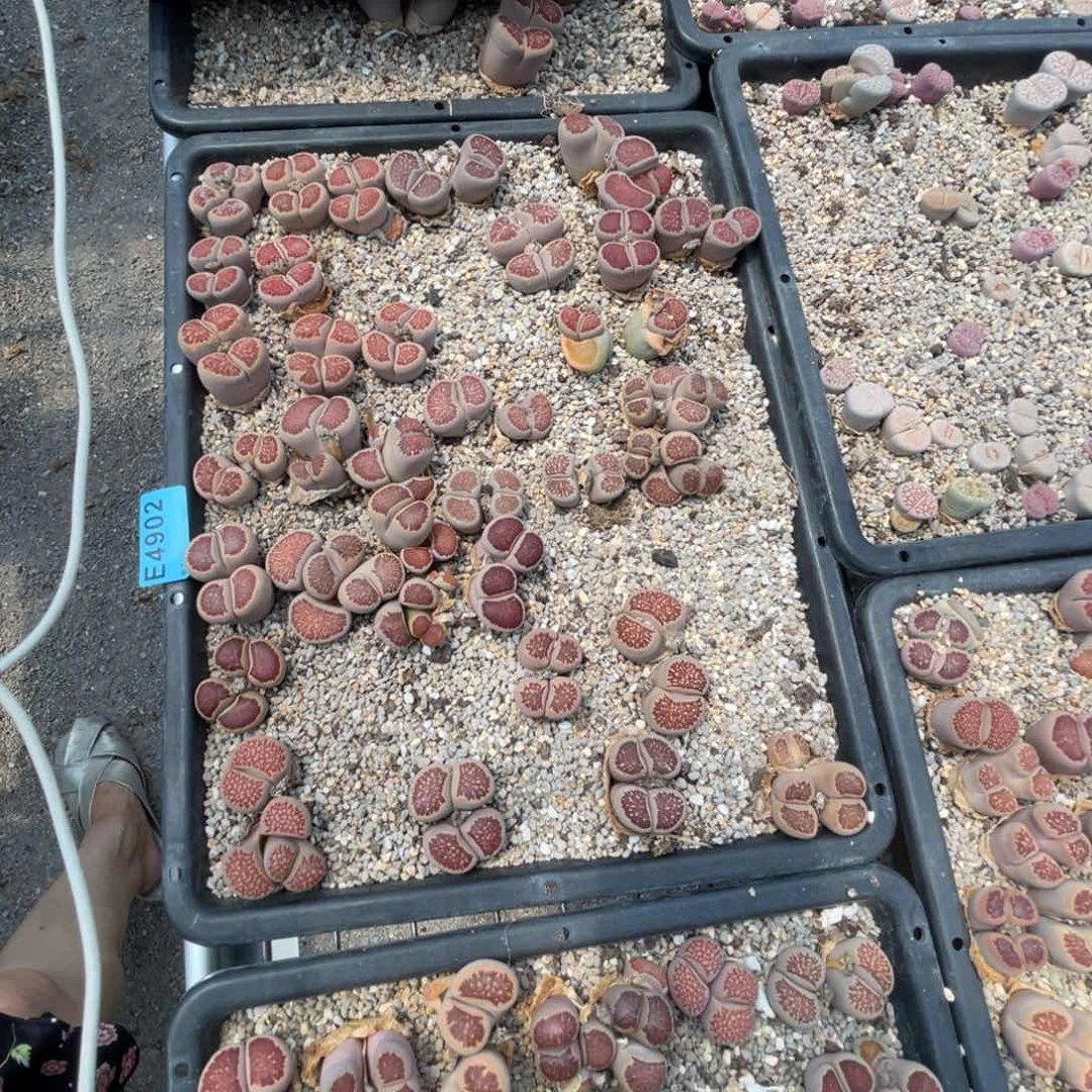****i4902菊筐不售后。