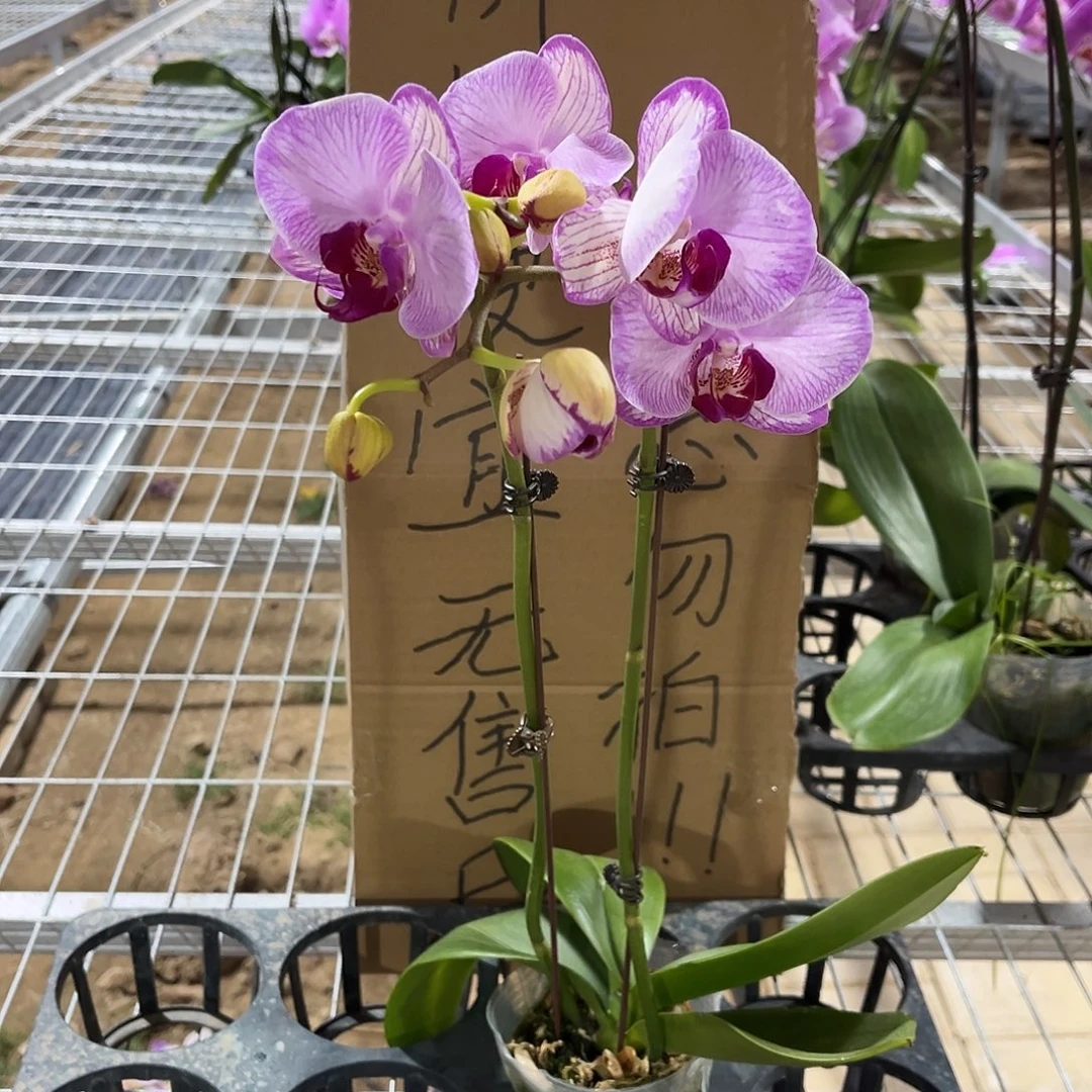 当***累完全开放蝴蝶兰1个 不售后