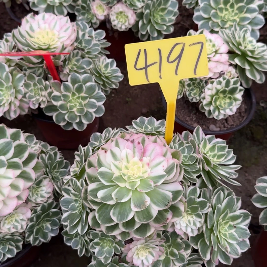 4197--海王多头多肉植物