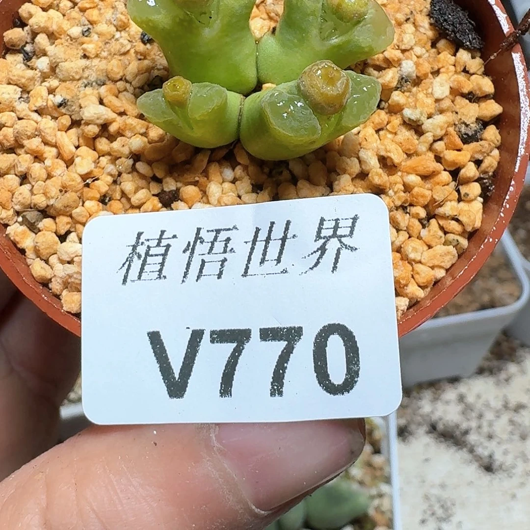 770盒多肉植物哇c g