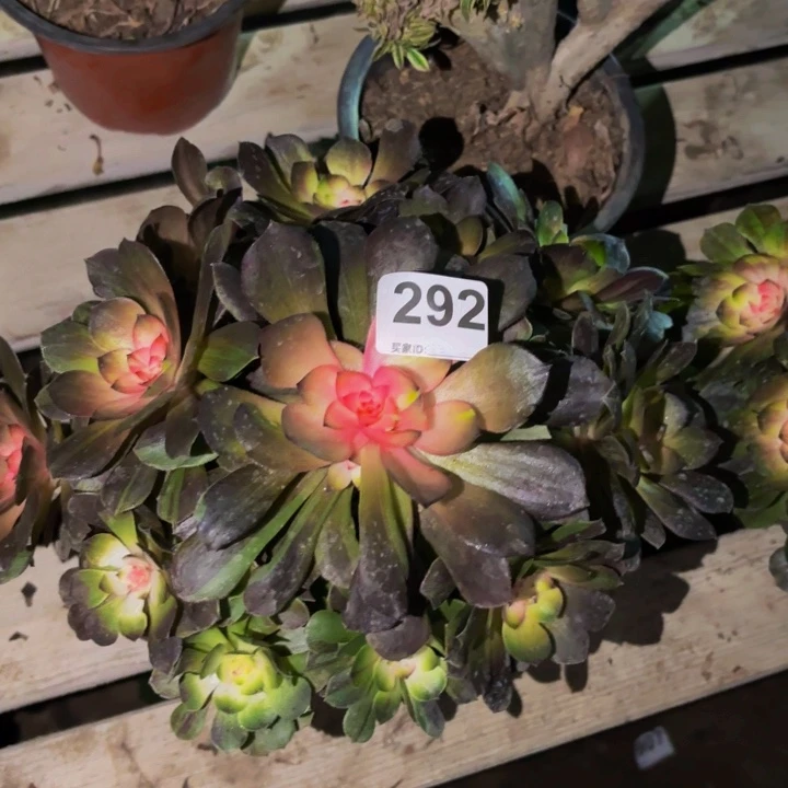 292墨染花月夜科技锦多肉植物不售后
