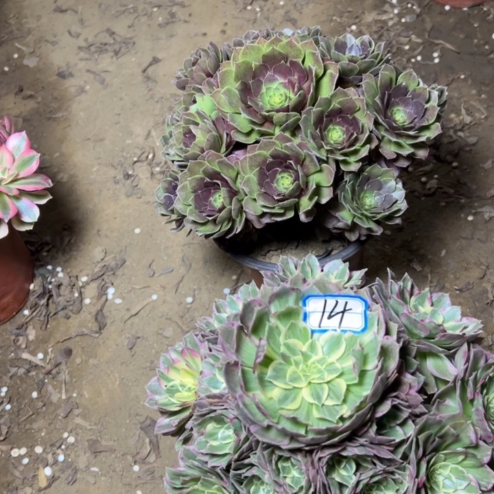 多肉植物两个法师14
