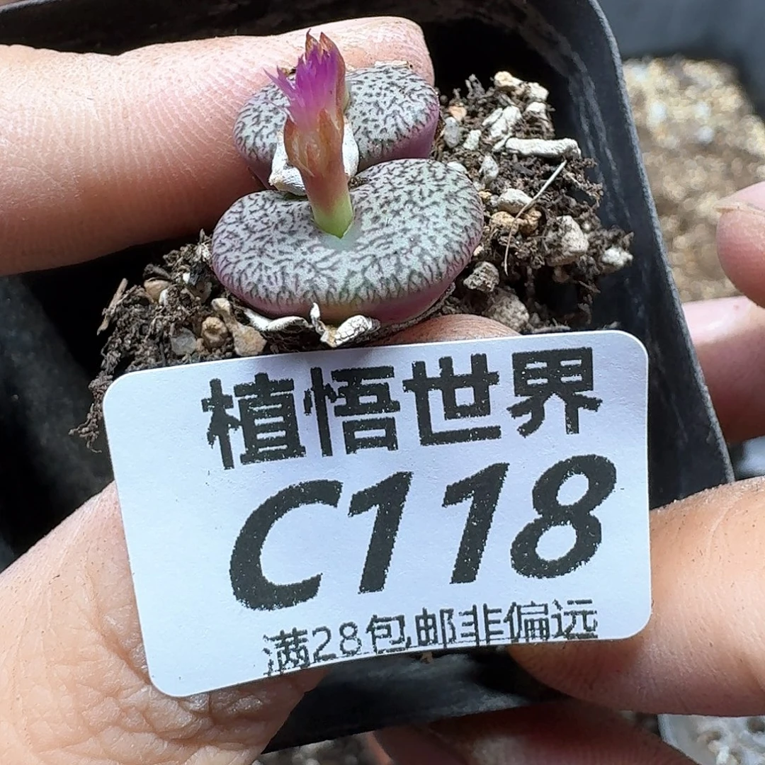 多肉植物的润泽fgb