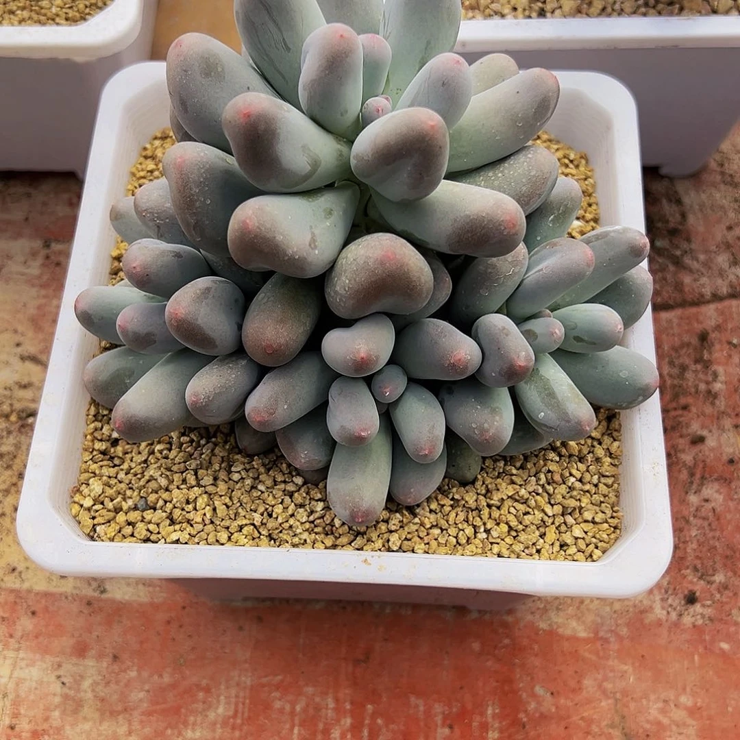 完全开放米可奶111111111