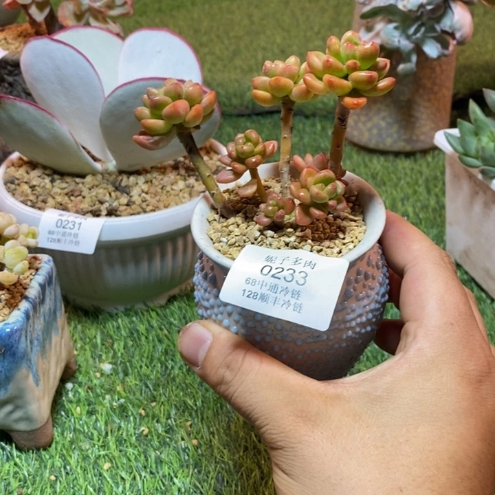 0233啊啊啊啊啊啊啊啊啊啊