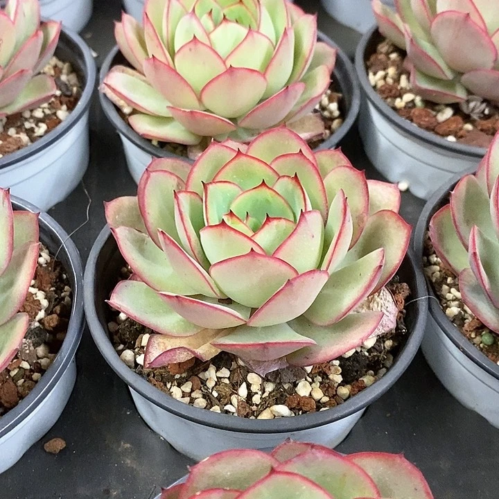 42。牡丹亭。单头。