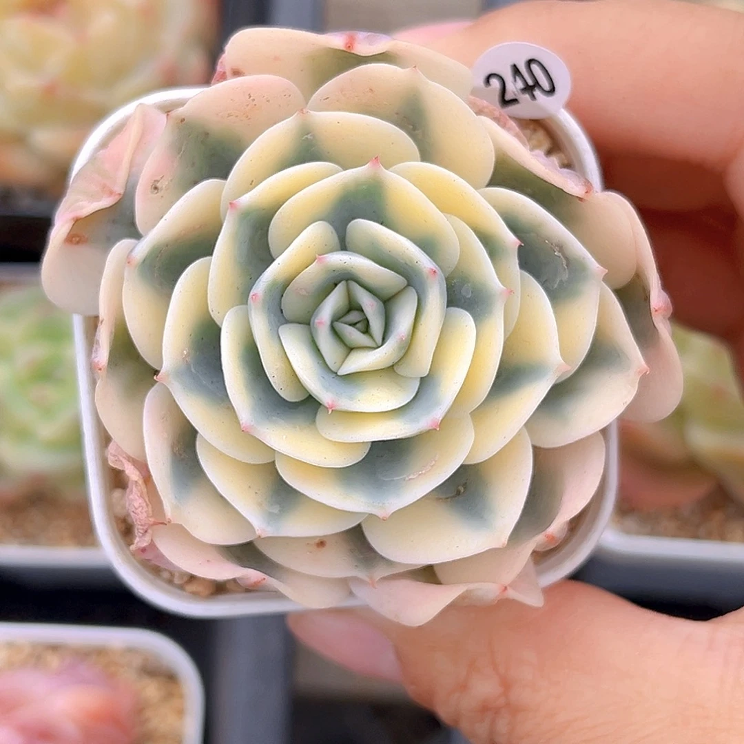 240 玉蝶锦  满18包邮