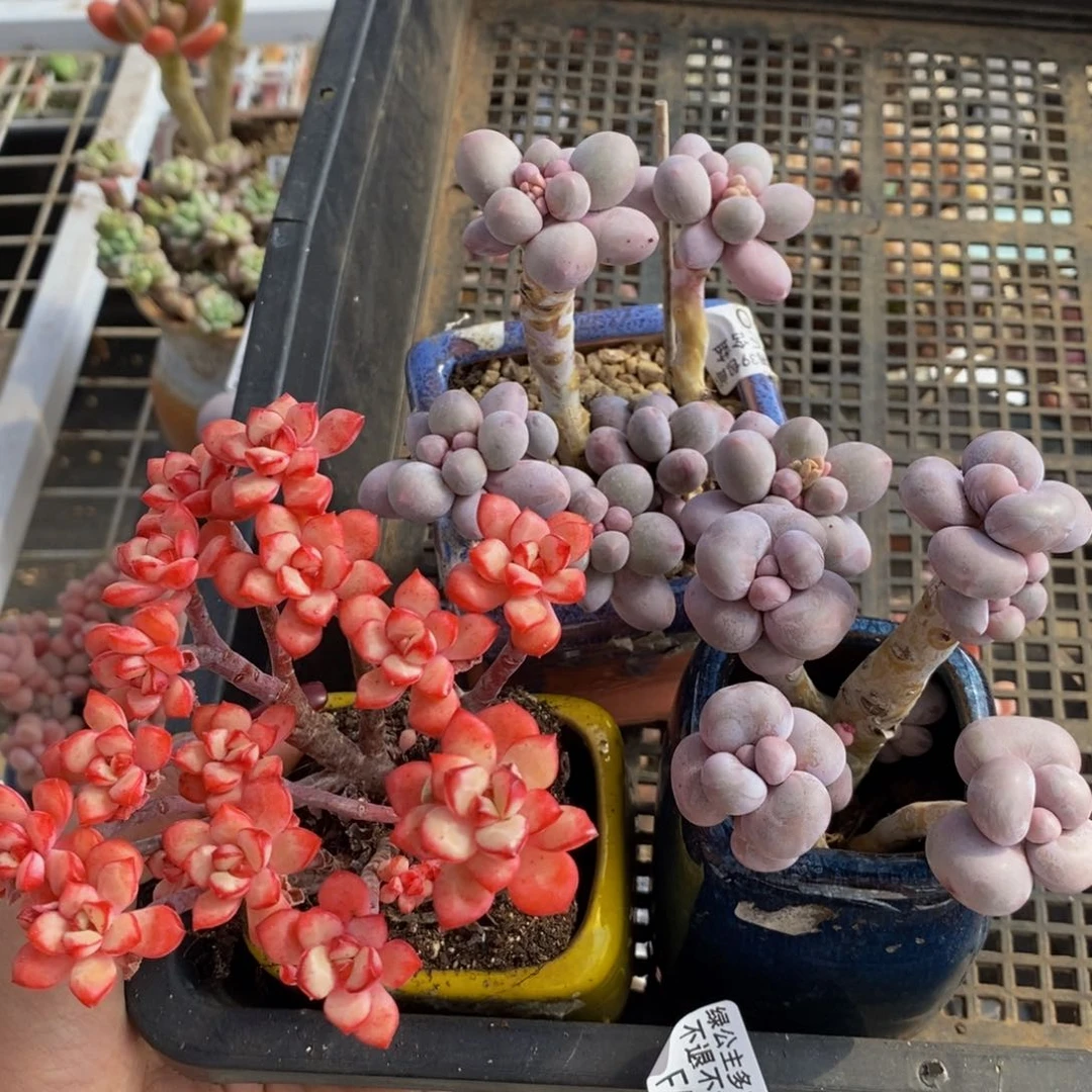 七*香水手指520/8c m