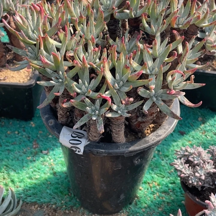 306号维金斯多肉植物