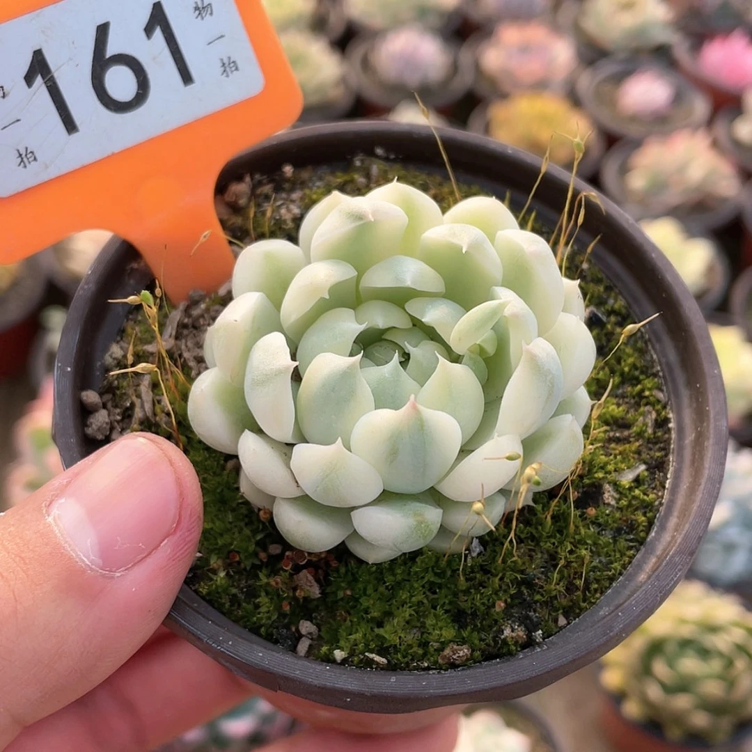 【闪购商品】161号