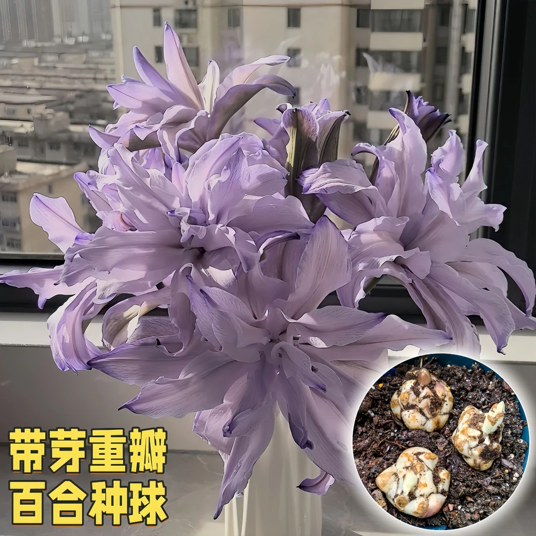 瑰季【紫霞仙子】重瓣香水百合花种球四季开花花卉好养易活阳台庭院