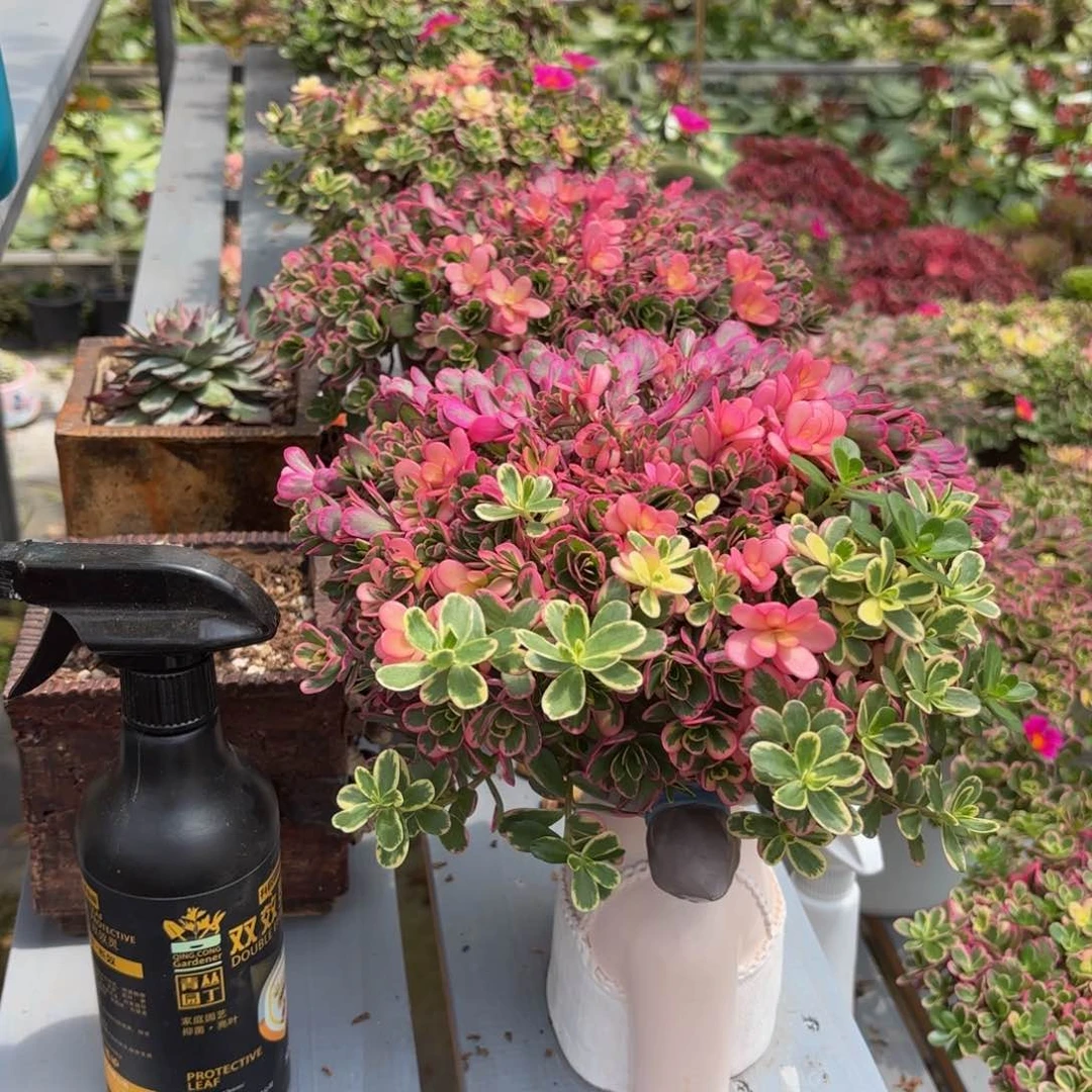 梦****无花朵666多肉法师太阳花