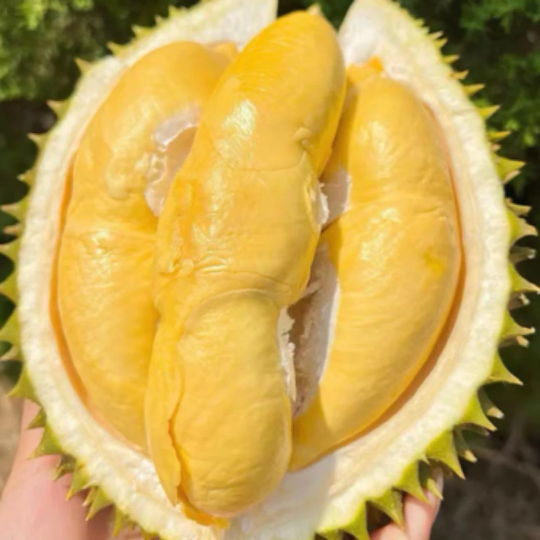 H·1泰国长柄猫老树榴莲一物一拍生切不售后